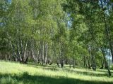 Пеньки, image of landscape/habitat.