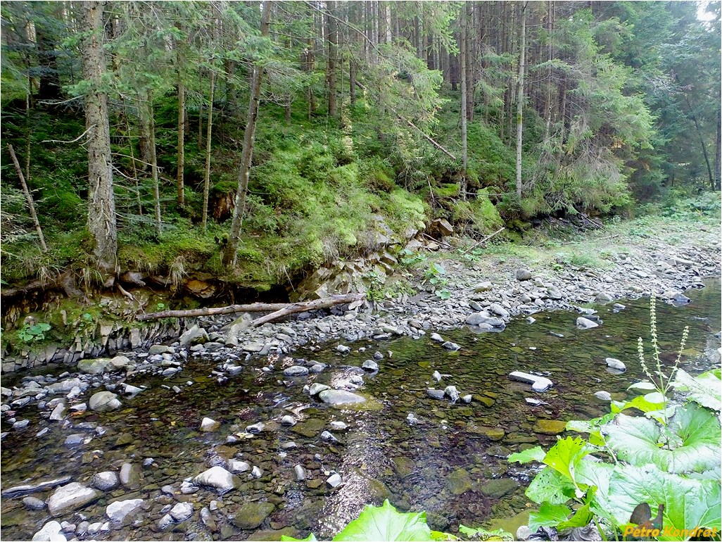 Мысливка, image of landscape/habitat.