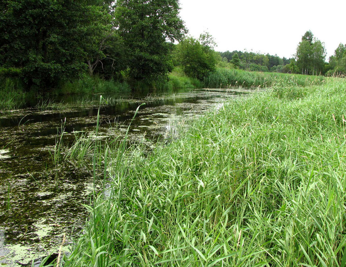 Нерль Волжская, image of landscape/habitat.