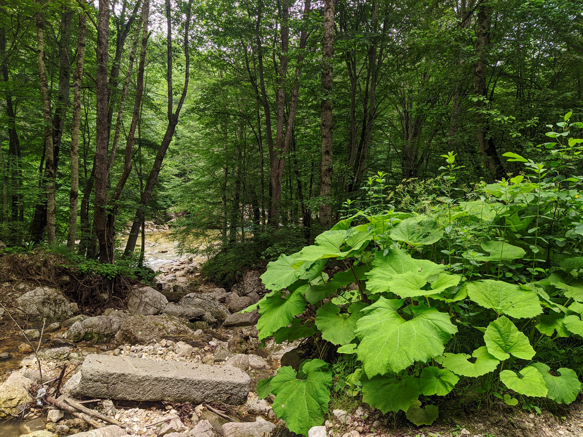 Долина реки Сауардон, image of landscape/habitat.