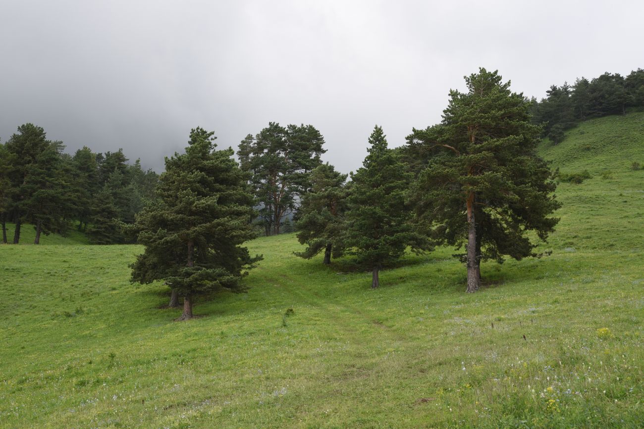 Окрестности урочища Никойте, image of landscape/habitat.