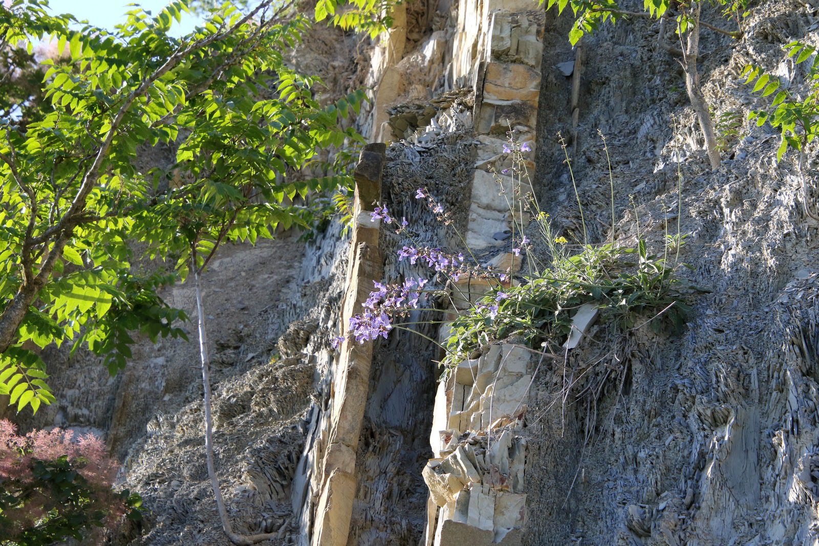 Абрау-Дюрсо, image of landscape/habitat.