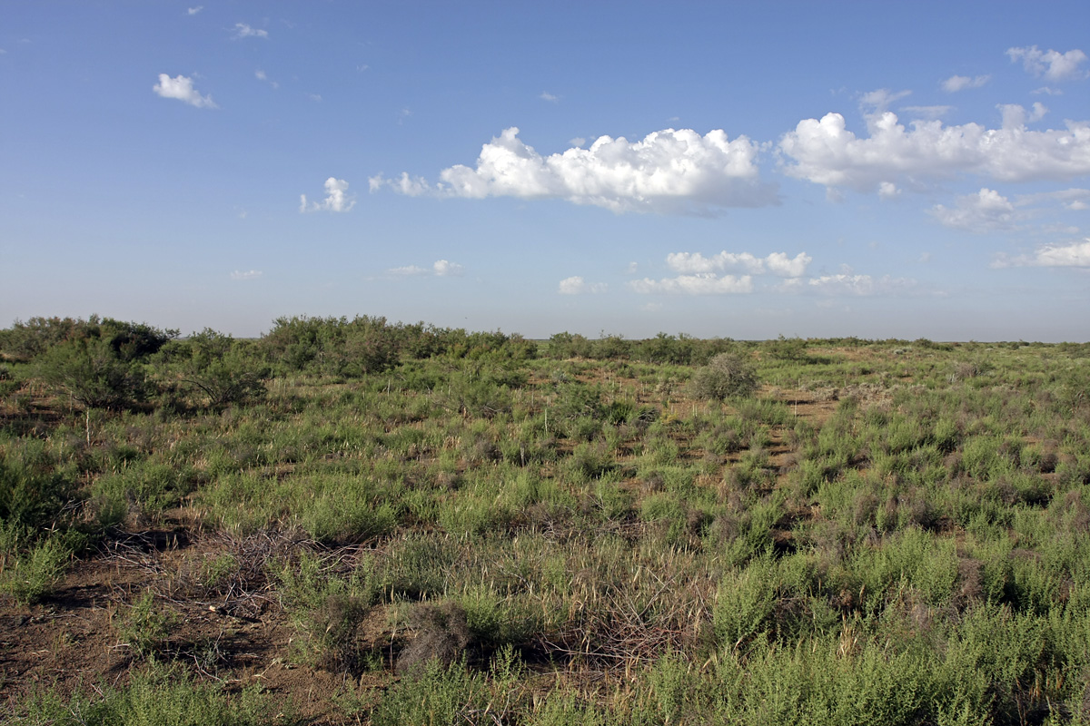 Шурух, image of landscape/habitat.