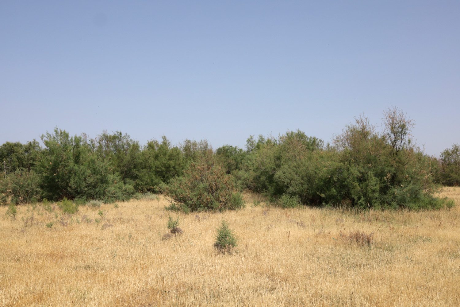 Берег Айдаркуля в окр. Учкулача, image of landscape/habitat.