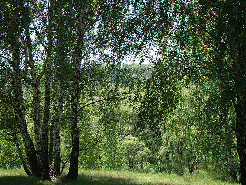 Пеньки, изображение ландшафта.