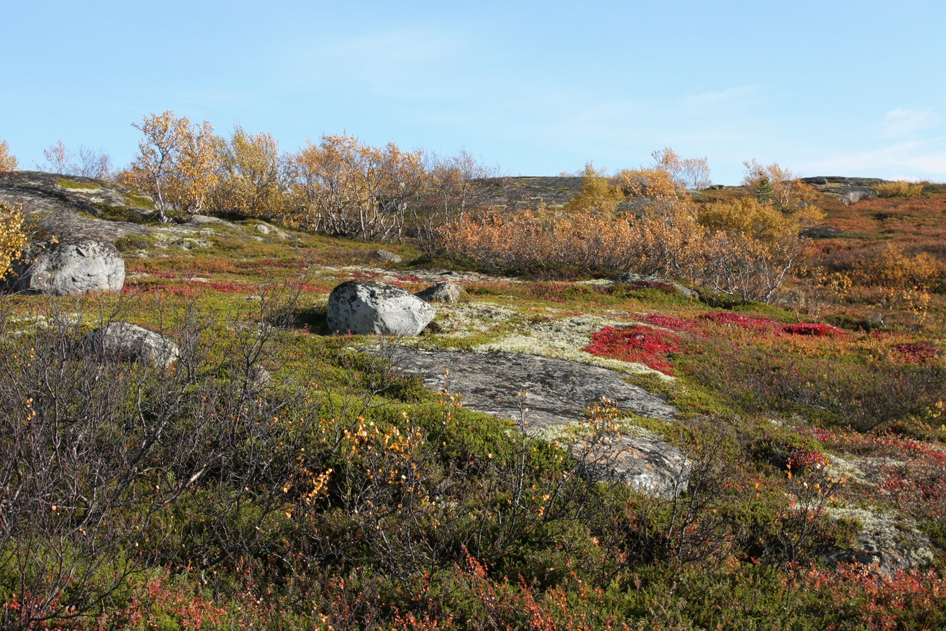 Горелая сопка, image of landscape/habitat.