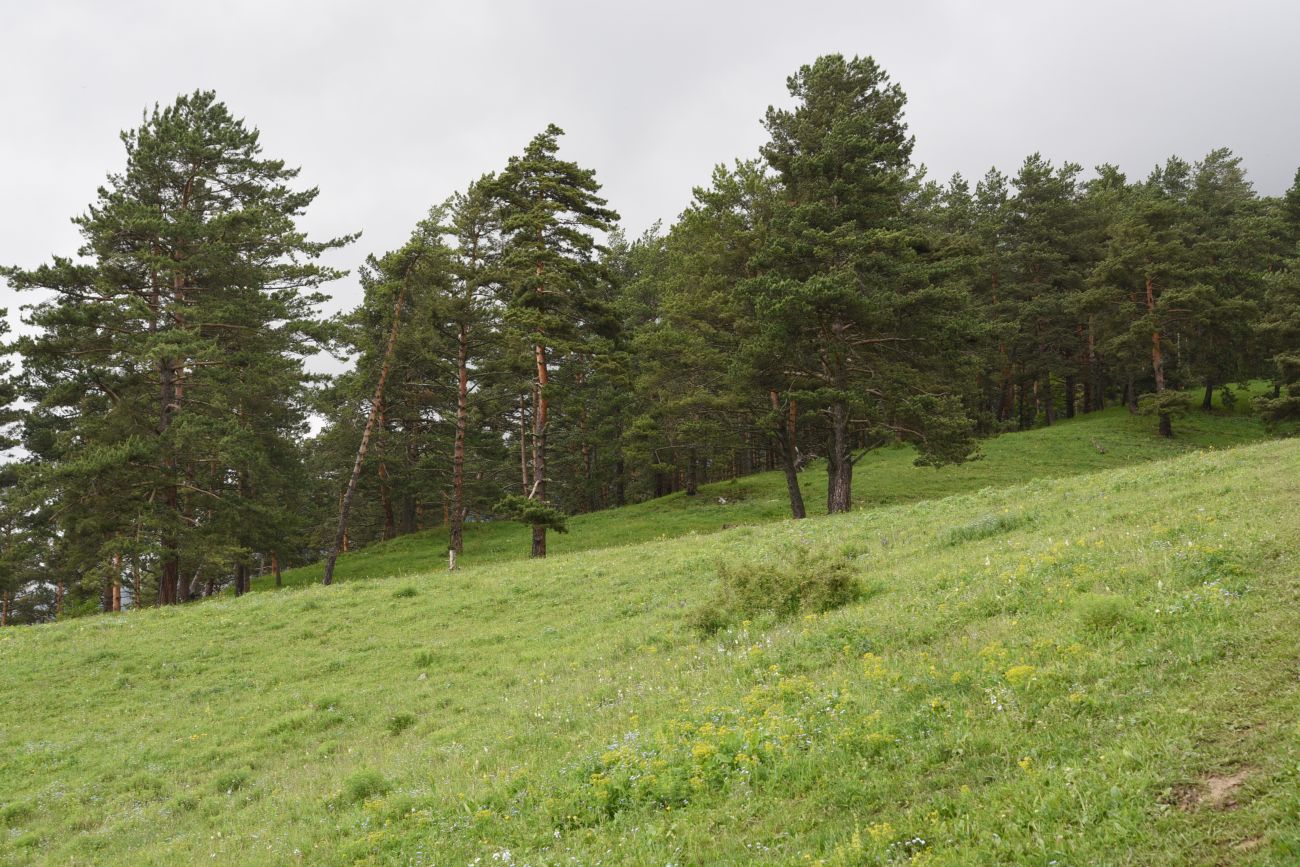 Окрестности урочища Никойте, image of landscape/habitat.