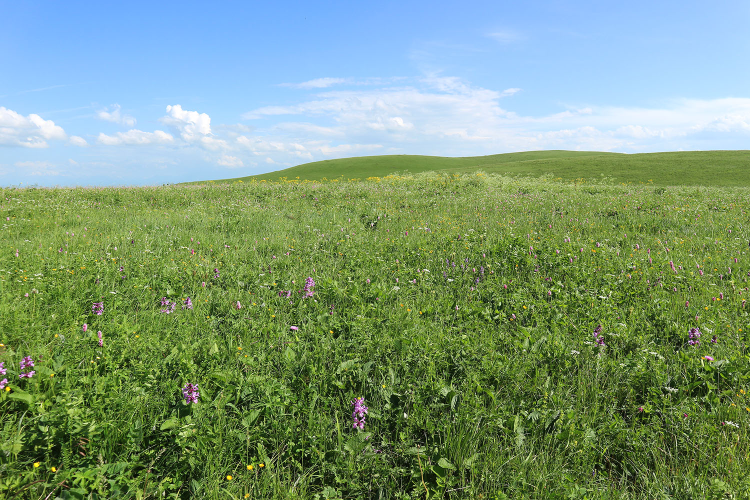 Джисса, image of landscape/habitat.