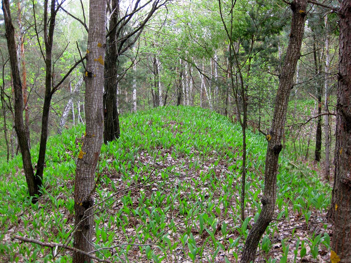 Лесники, боровая часть, image of landscape/habitat.