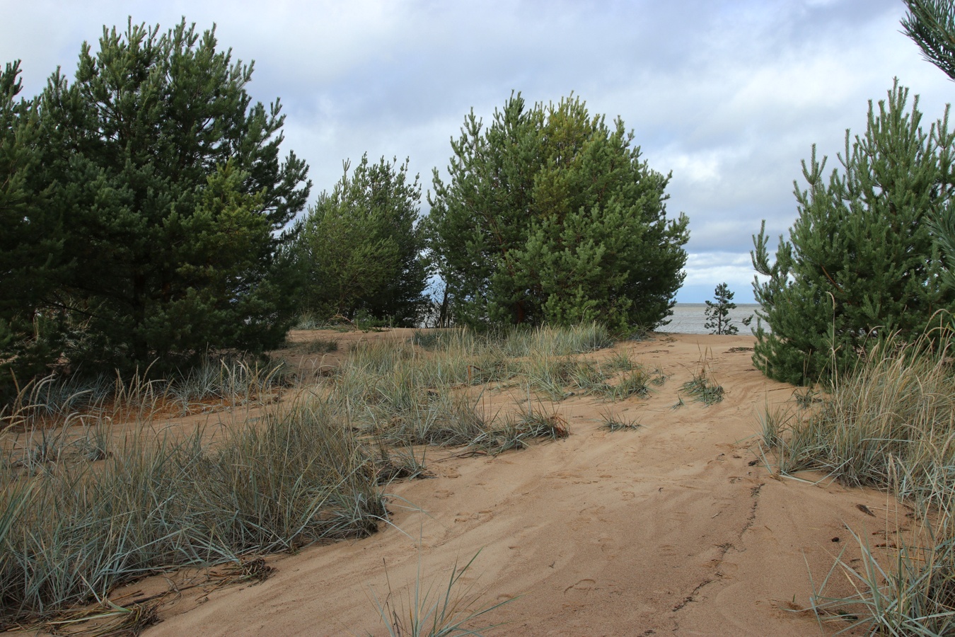 Большая Ижора, image of landscape/habitat.