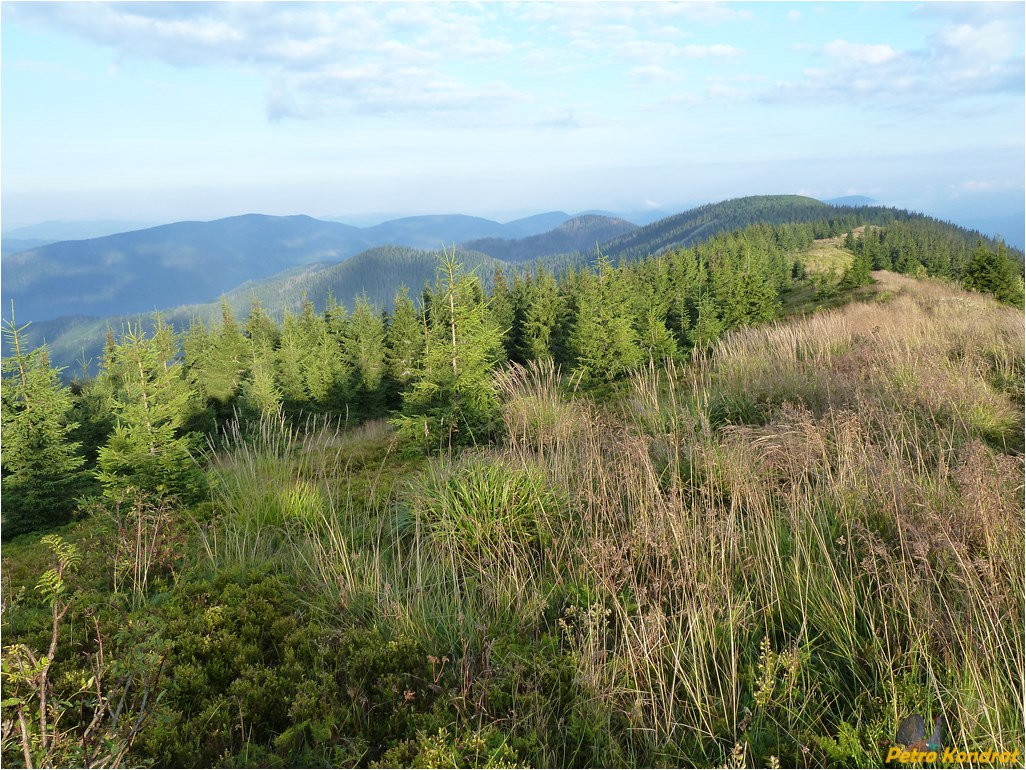 Мысливка, image of landscape/habitat.