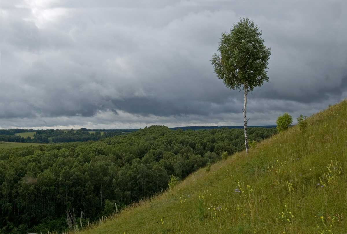 Окрестности деревни Комарово, image of landscape/habitat.