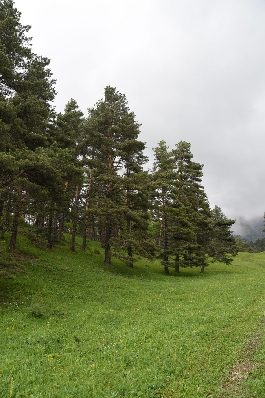 Окрестности урочища Никойте, image of landscape/habitat.