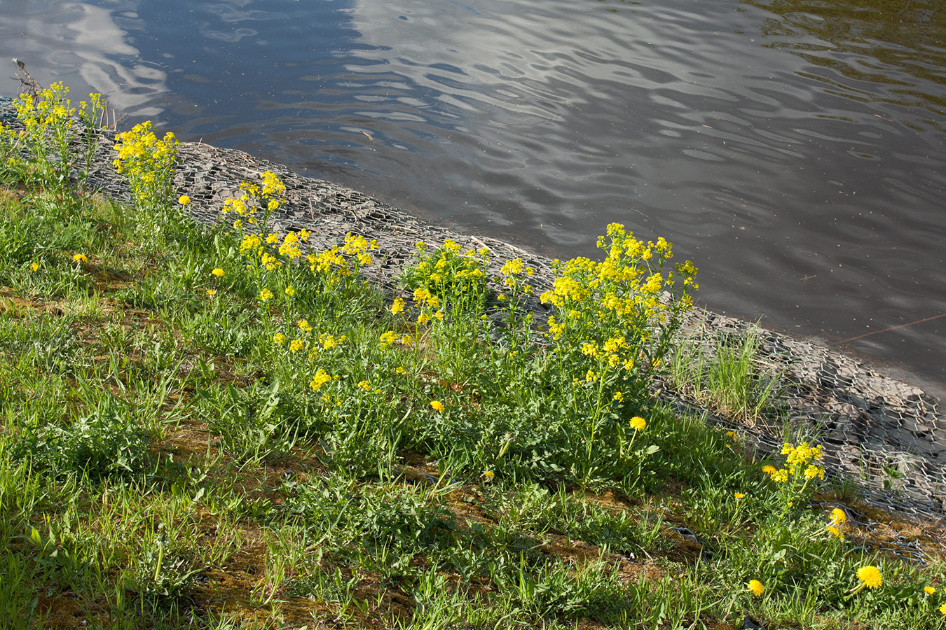 Псков, image of landscape/habitat.