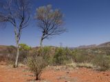 Alice Springs и окрестности, image of landscape/habitat.