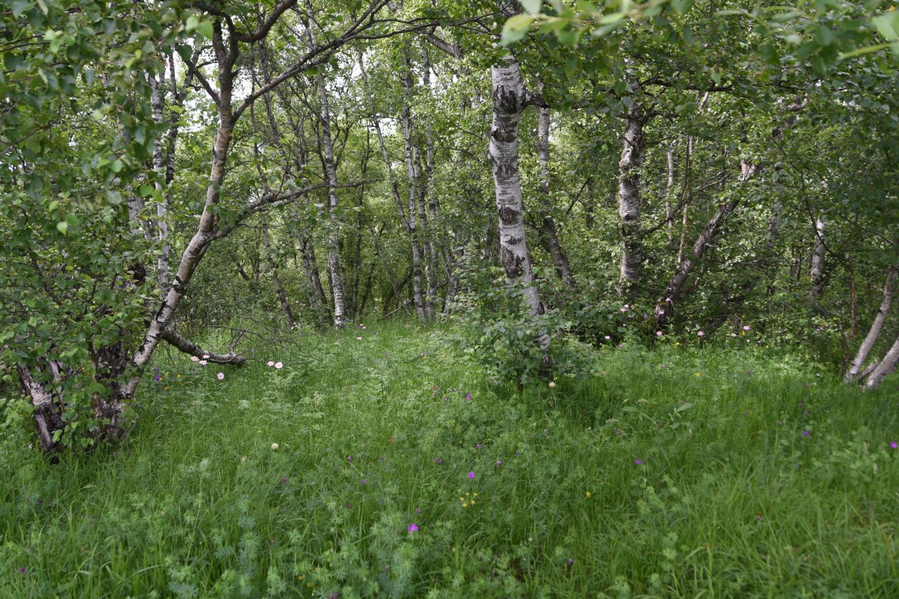 Лес между Хакмадой и Хочелдой, image of landscape/habitat.