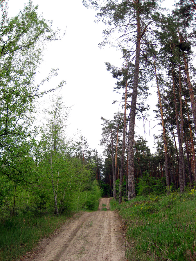 Лесники, боровая часть, image of landscape/habitat.