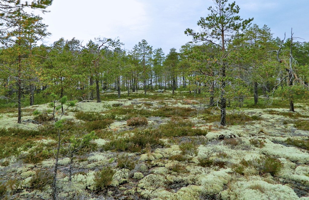 Унежма, image of landscape/habitat.