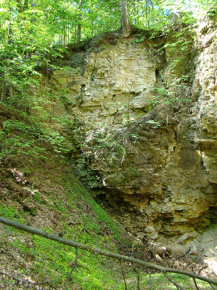 Ичалковский бор, image of landscape/habitat.