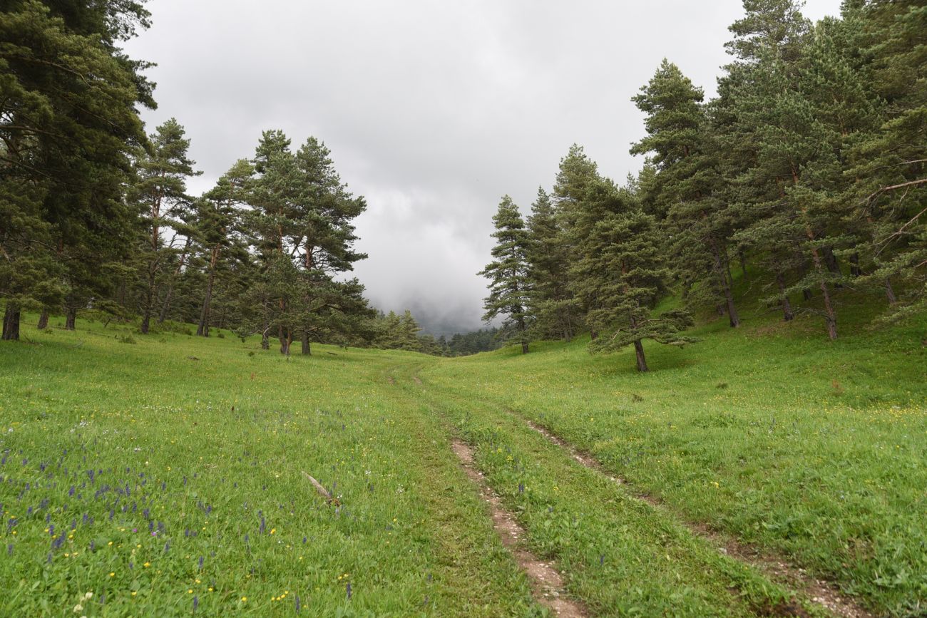 Окрестности урочища Никойте, image of landscape/habitat.