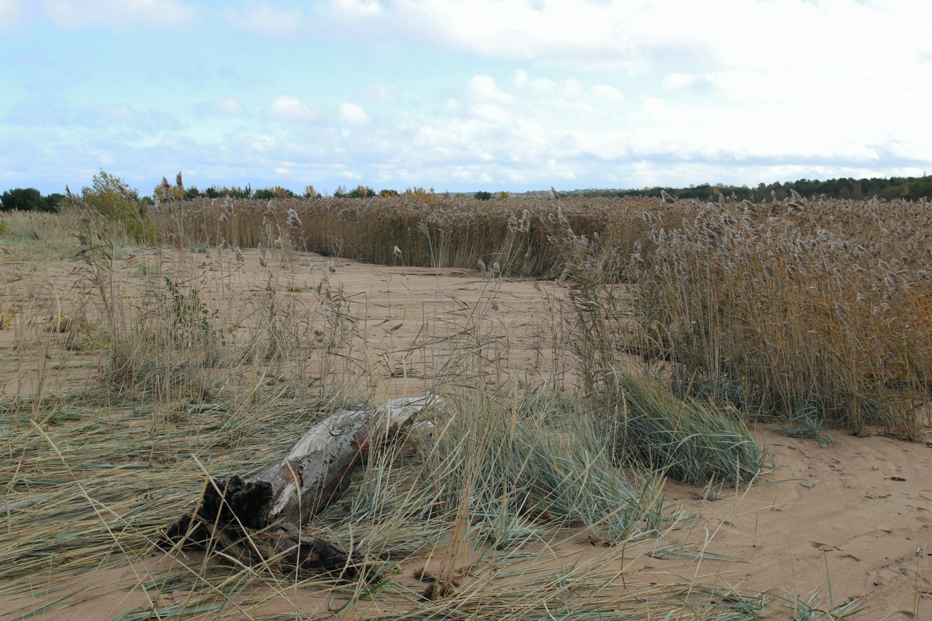 Большая Ижора, image of landscape/habitat.