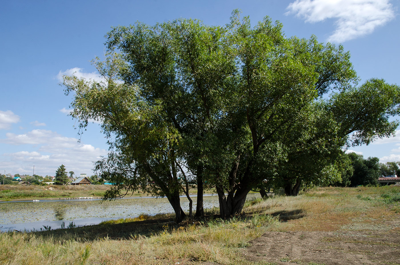 Акъяр, image of landscape/habitat.