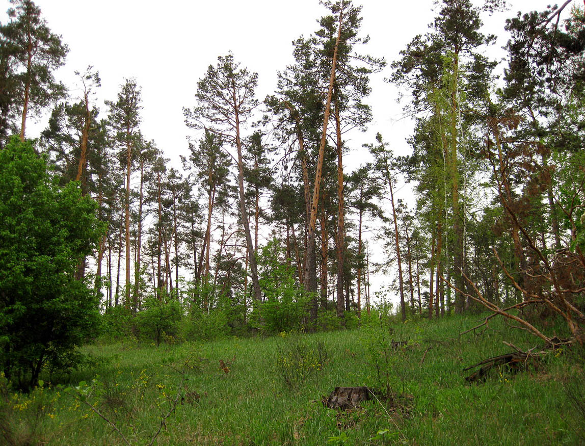 Лесники, боровая часть, image of landscape/habitat.