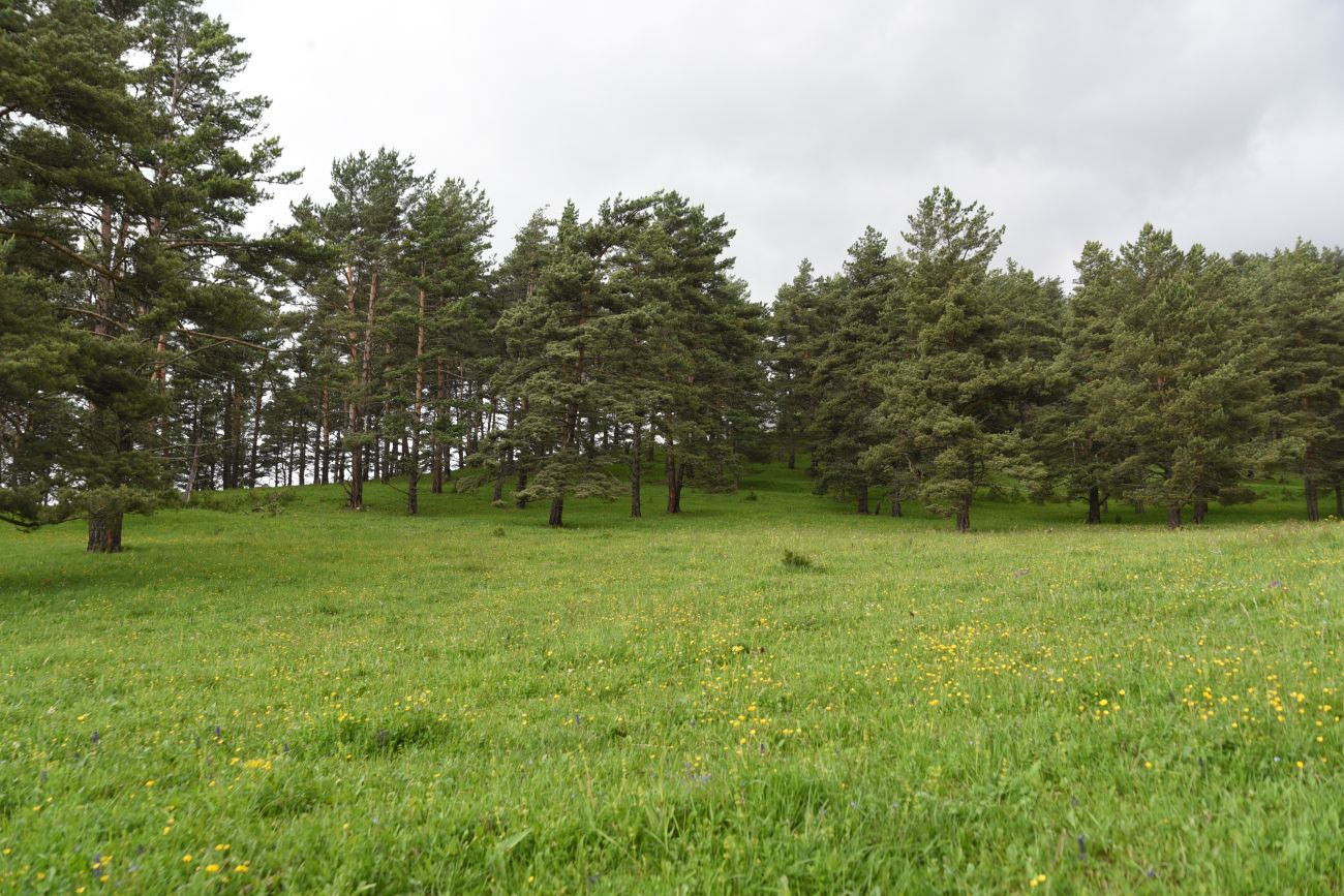 Окрестности урочища Никойте, image of landscape/habitat.