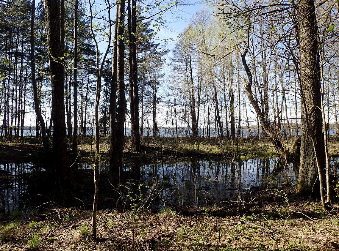 Национальный парк "Нарочанский", image of landscape/habitat.