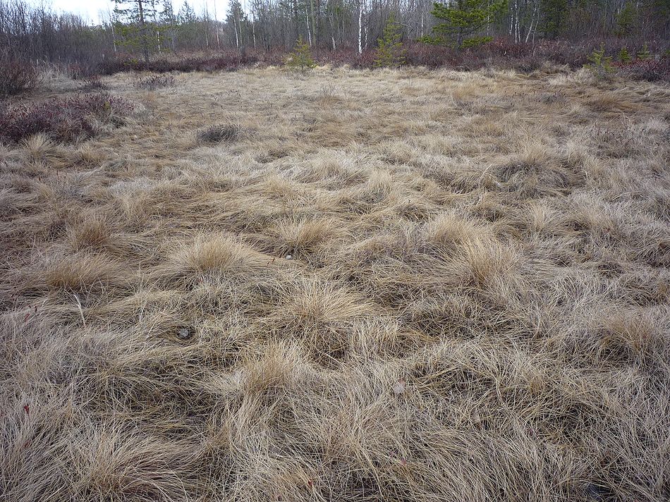 Северные окрестности Архангельска, image of landscape/habitat.