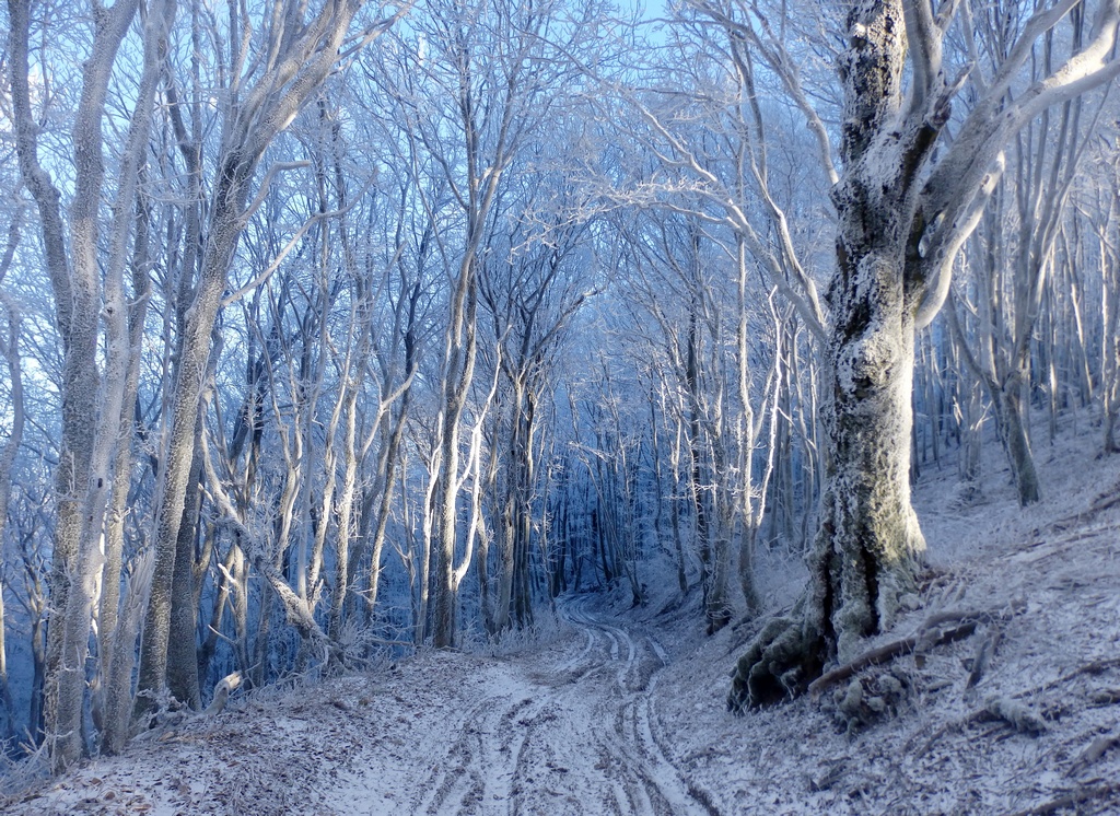 Сахарная Голова, image of landscape/habitat.