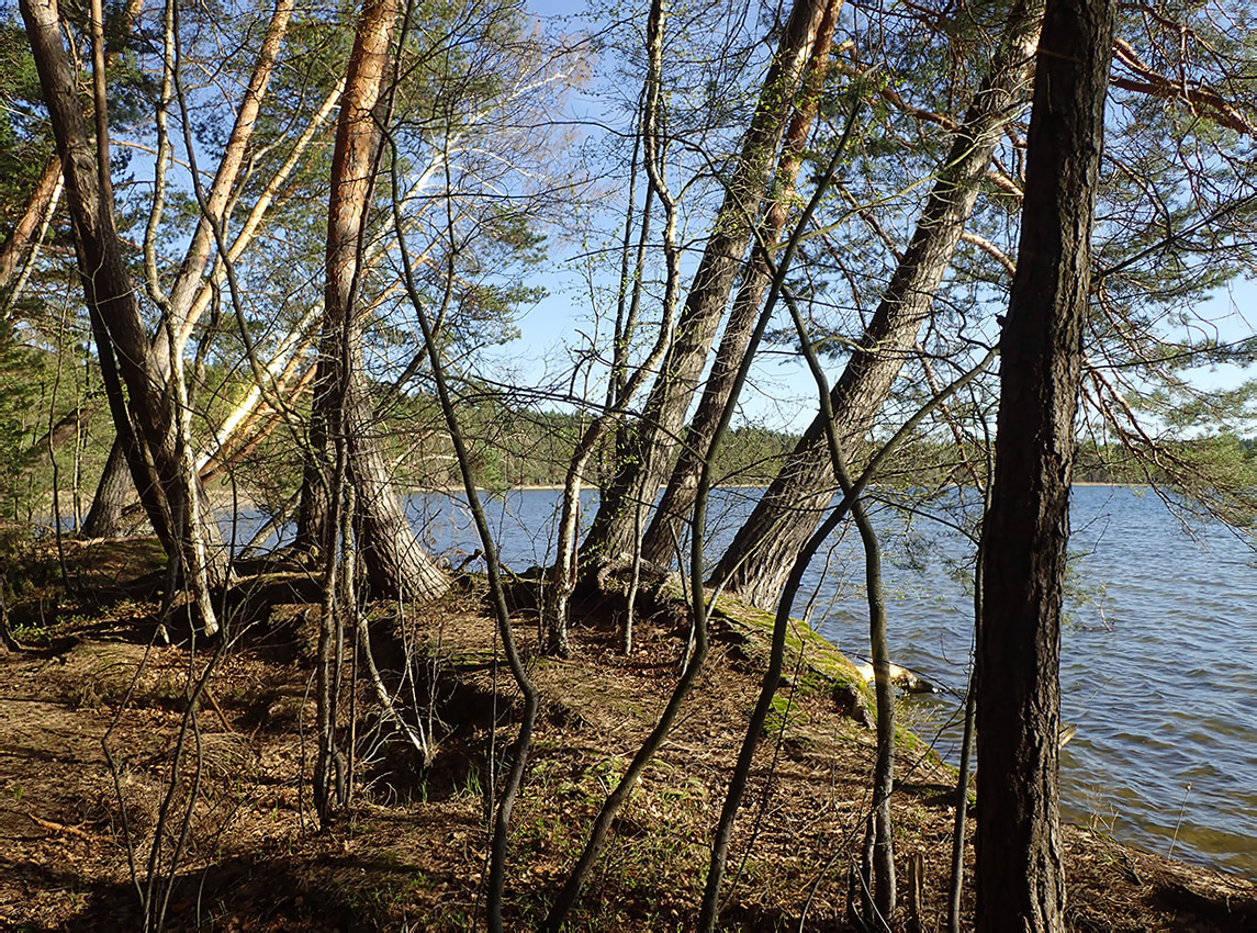 Национальный парк "Нарочанский", image of landscape/habitat.