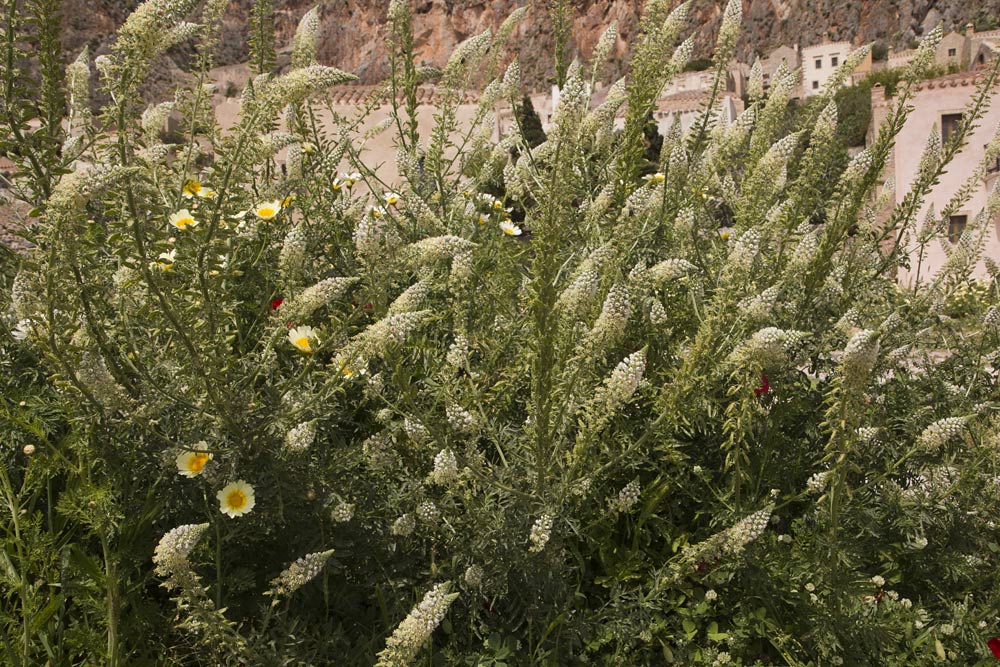 Монемвасия, image of landscape/habitat.