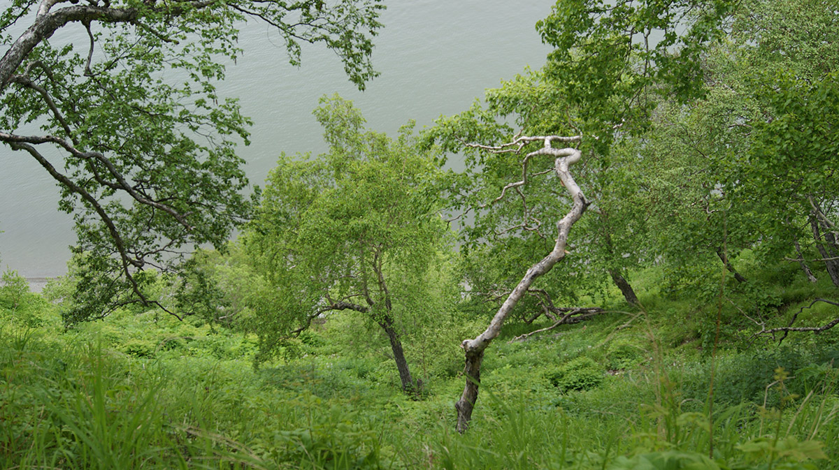 Никольская сопка, изображение ландшафта.