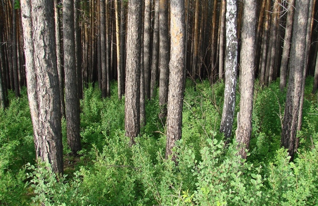 Введенщина, image of landscape/habitat.