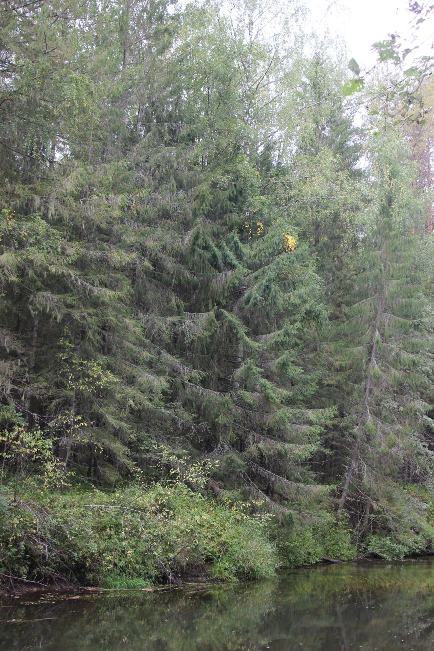 Бассейн реки Княжая, image of landscape/habitat.