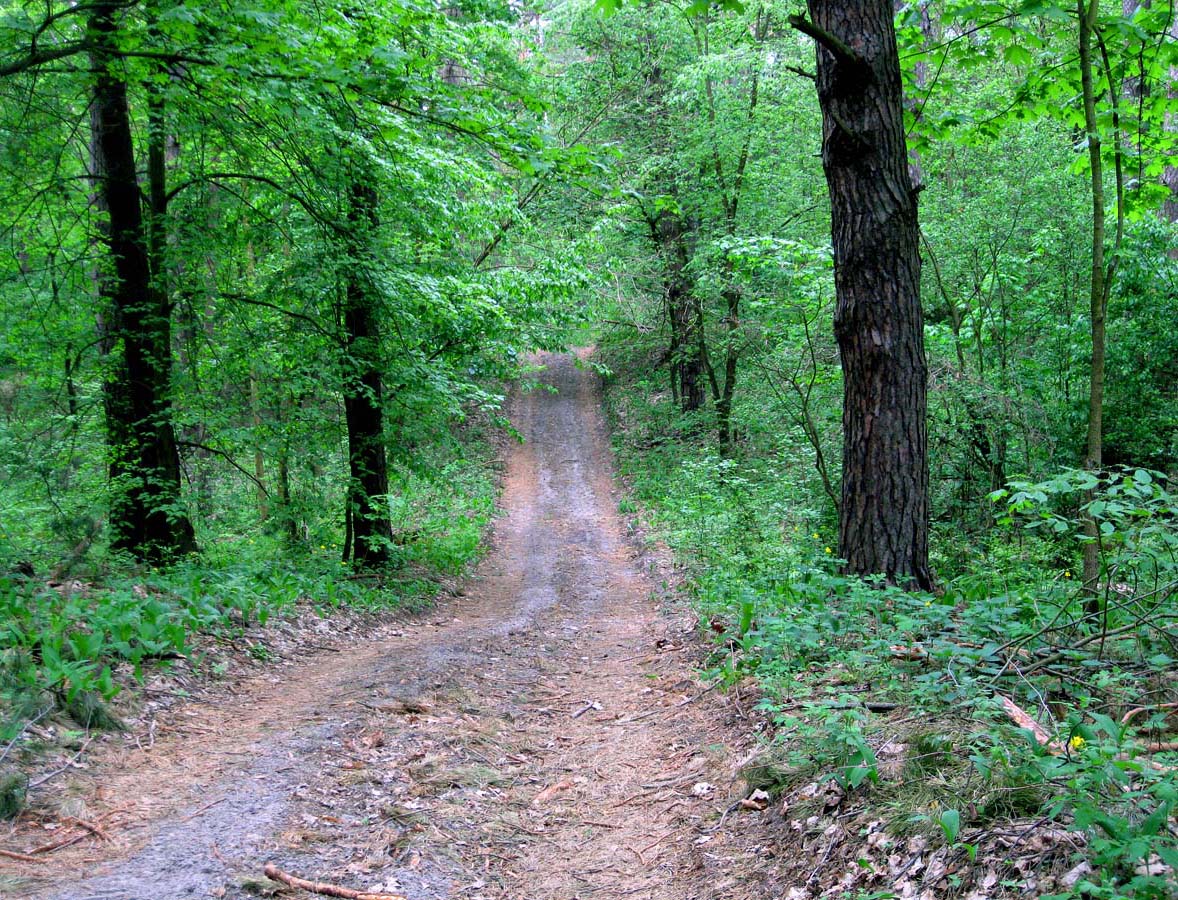 Лесники, боровая часть, image of landscape/habitat.