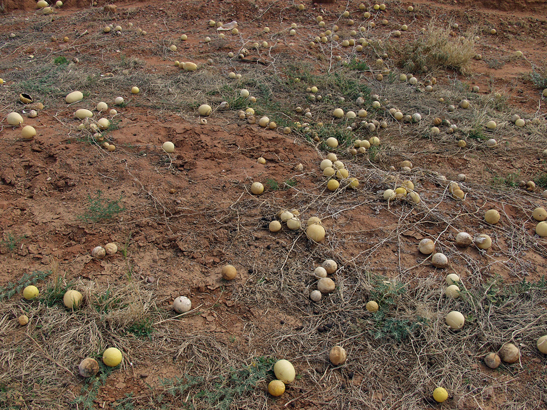 Alice Springs и окрестности, image of landscape/habitat.