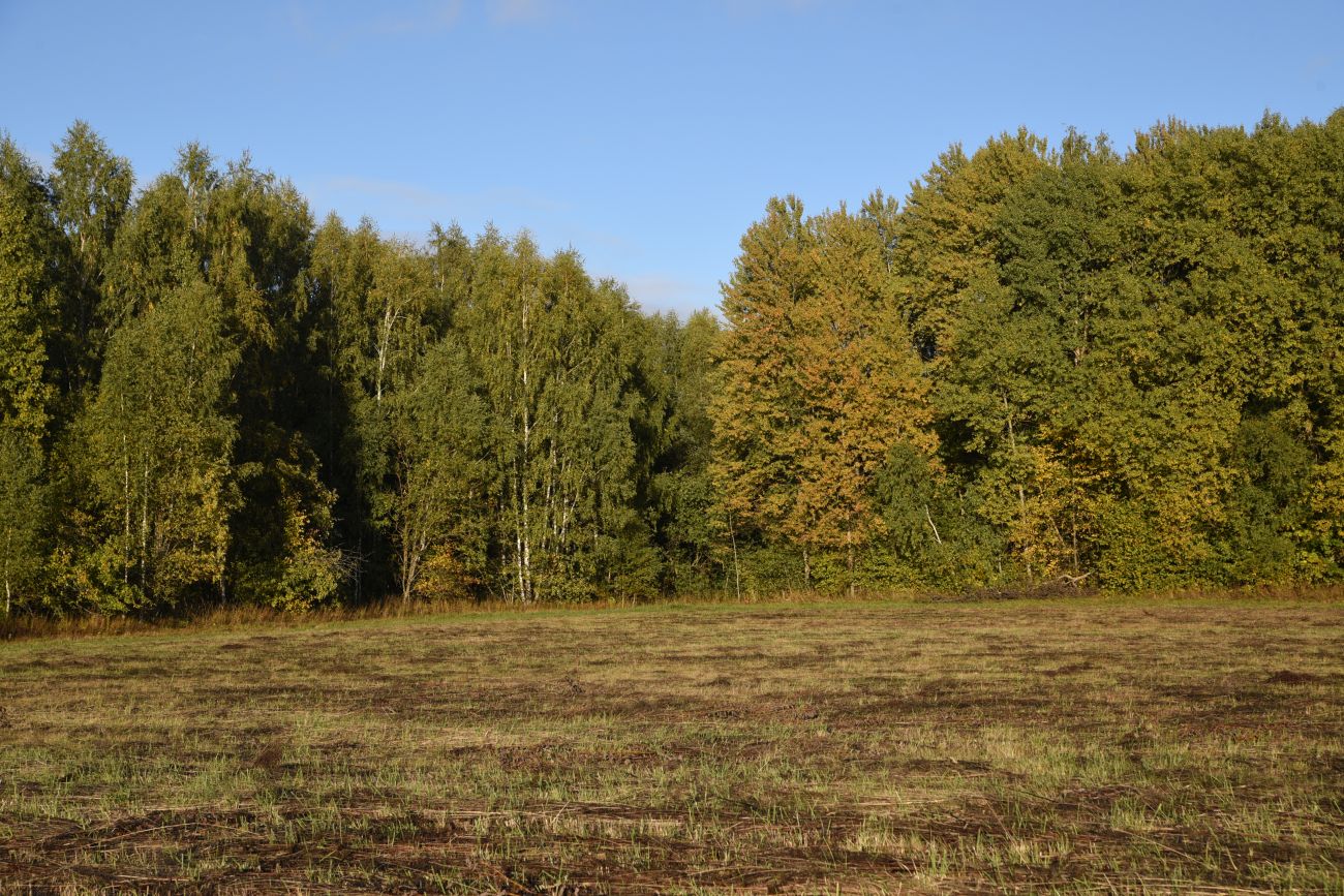 Окрестности деревни Чёлохово, image of landscape/habitat.