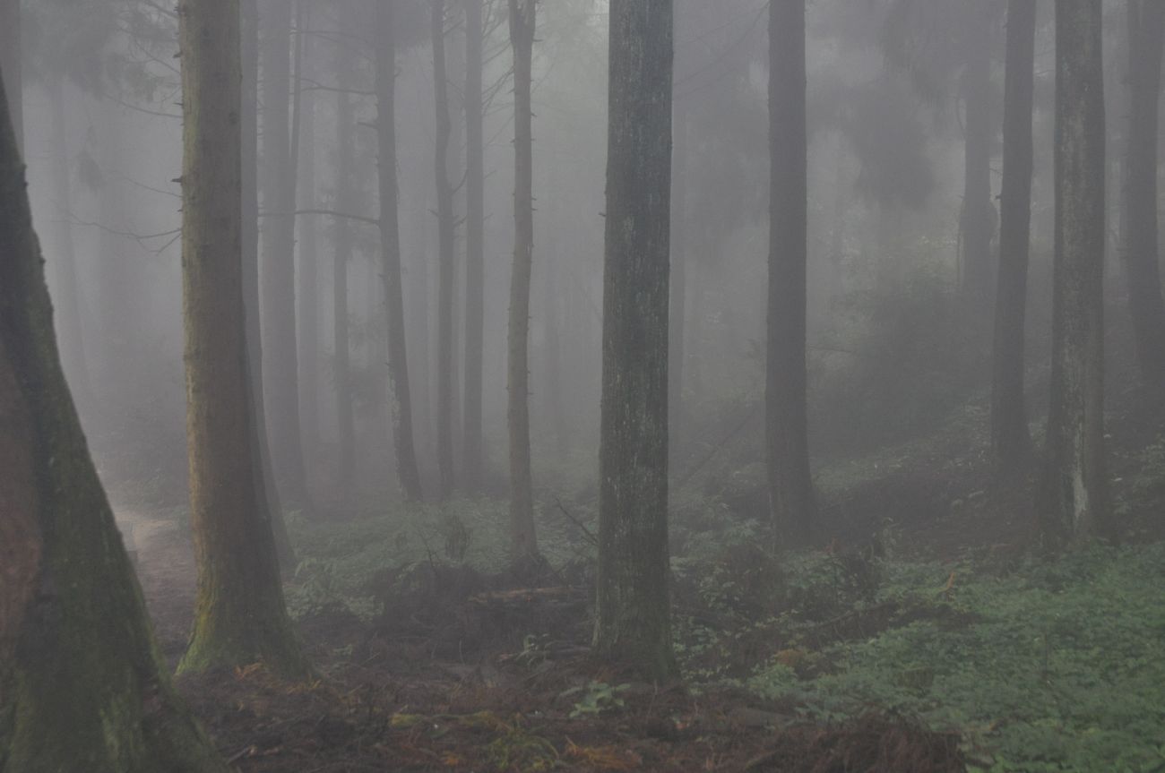 Национальный парк "Чжанцзяцзе", изображение ландшафта.
