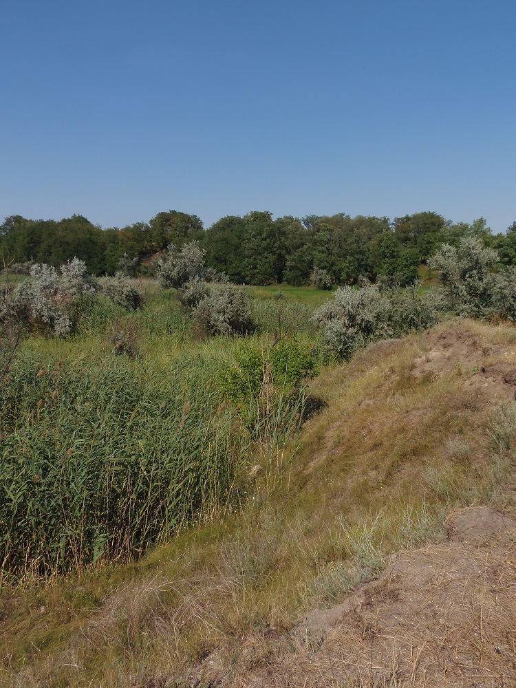 Посёлок Солнечный, балка., image of landscape/habitat.