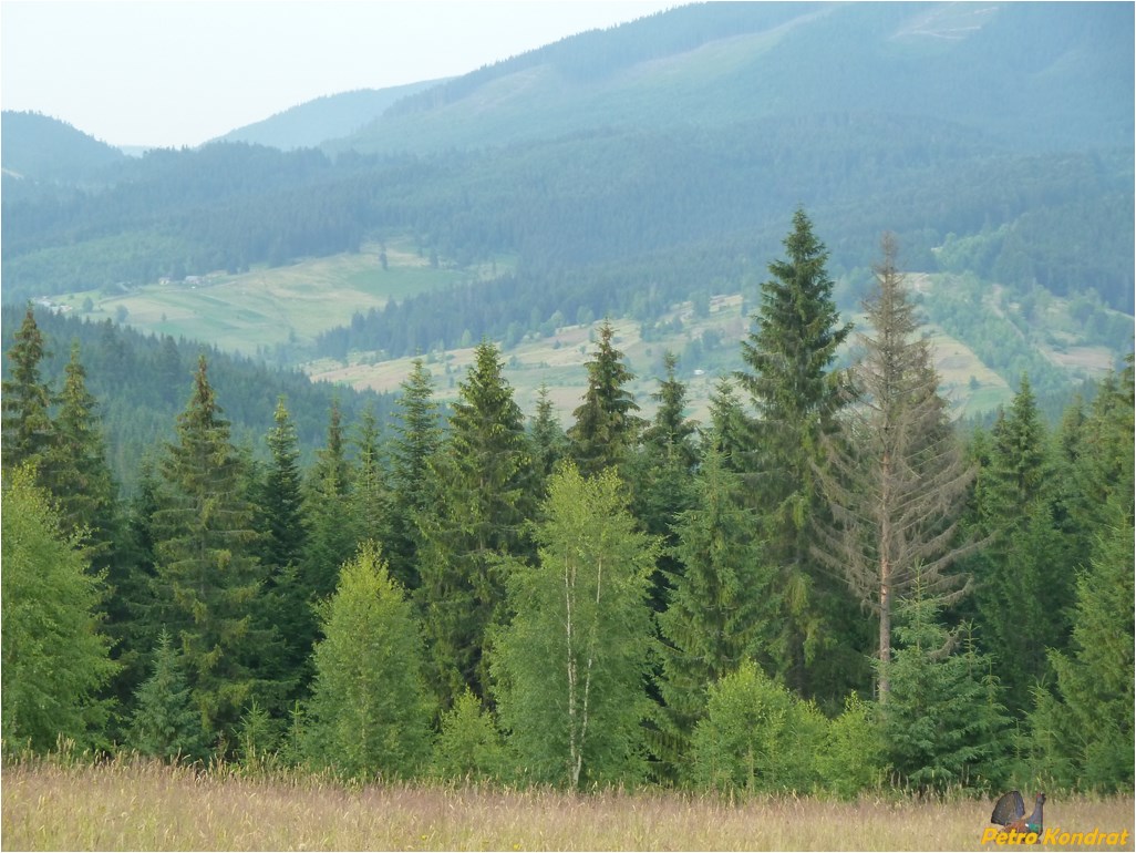 Мысливка, image of landscape/habitat.