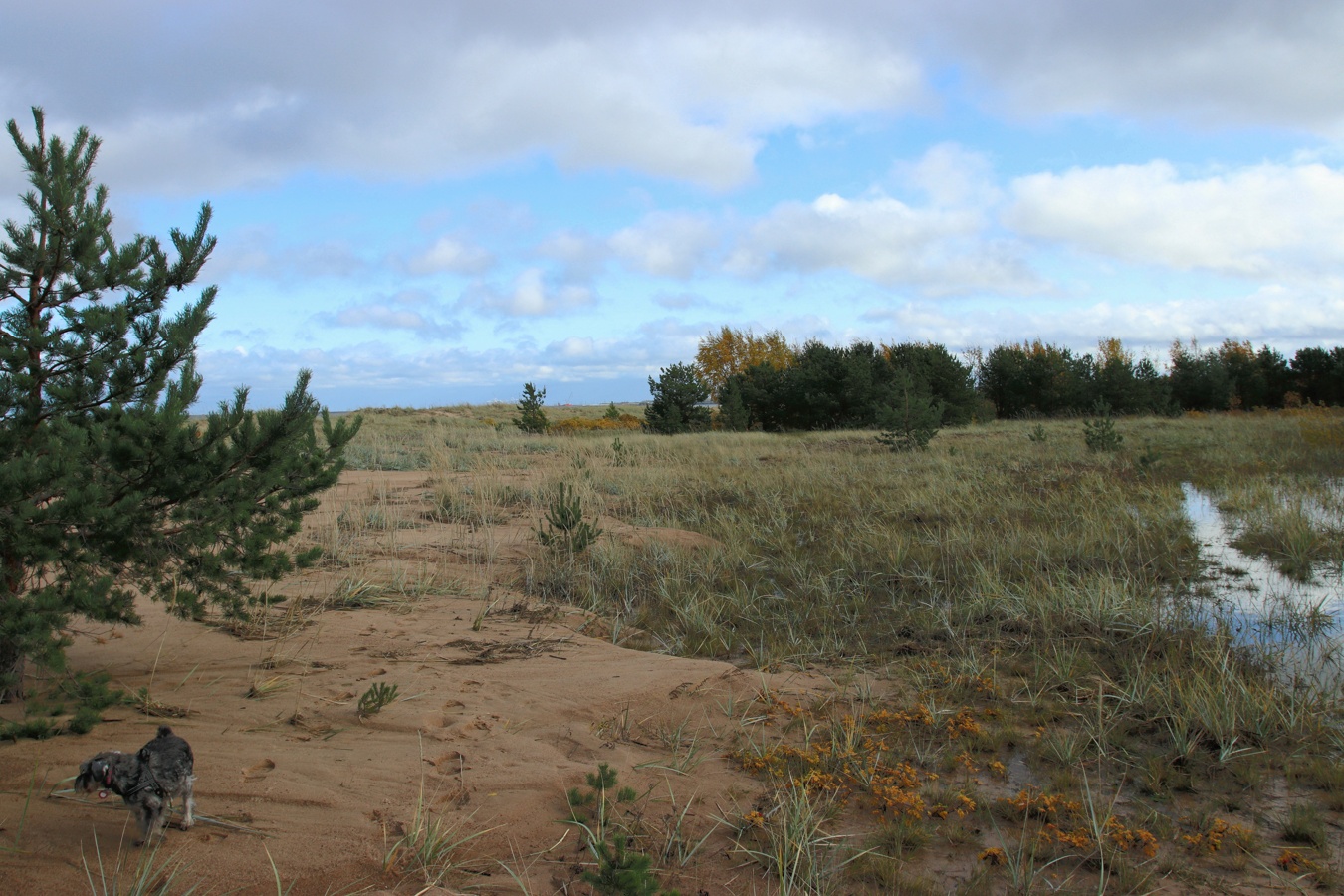 Большая Ижора, image of landscape/habitat.