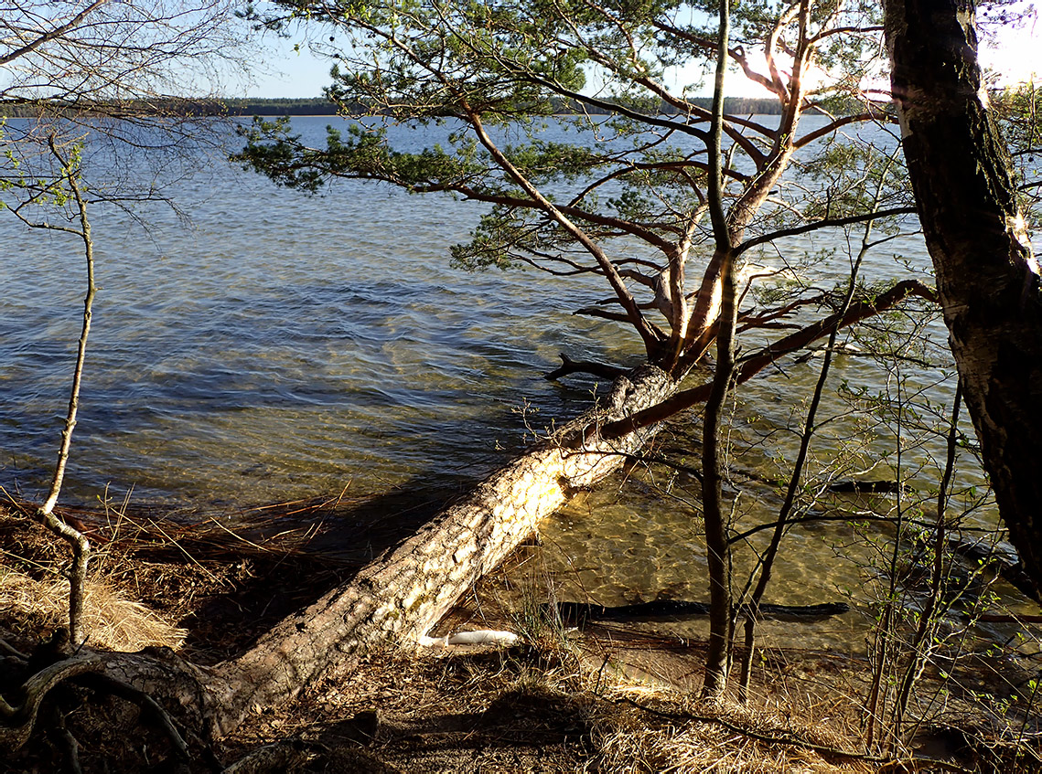 Национальный парк "Нарочанский", image of landscape/habitat.