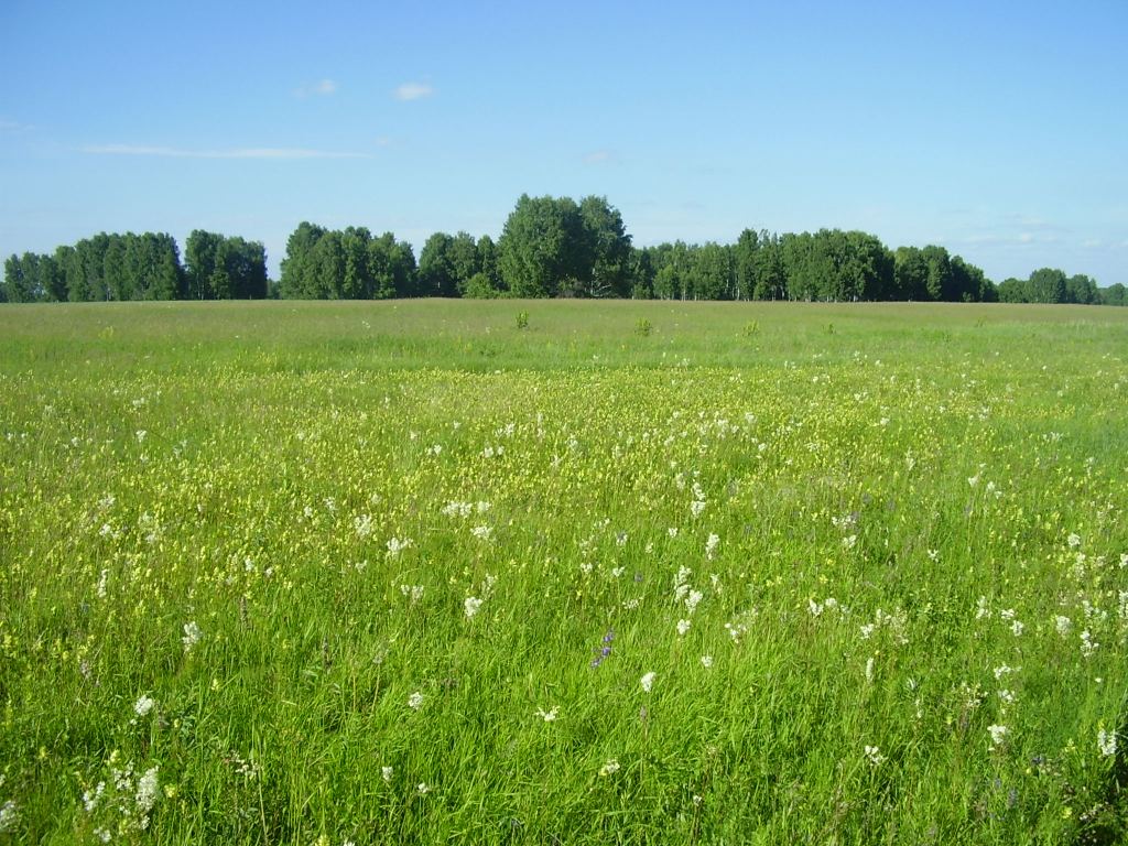 Школьный заказник орхидей, image of landscape/habitat.