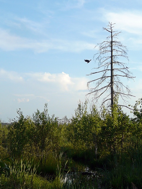 Озеро Полецкое, image of landscape/habitat.