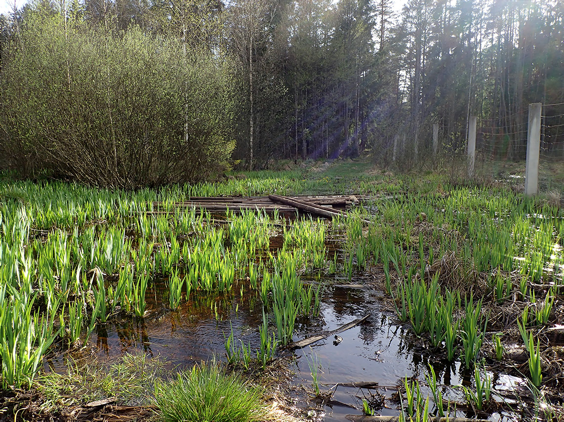 Национальный парк "Нарочанский", image of landscape/habitat.