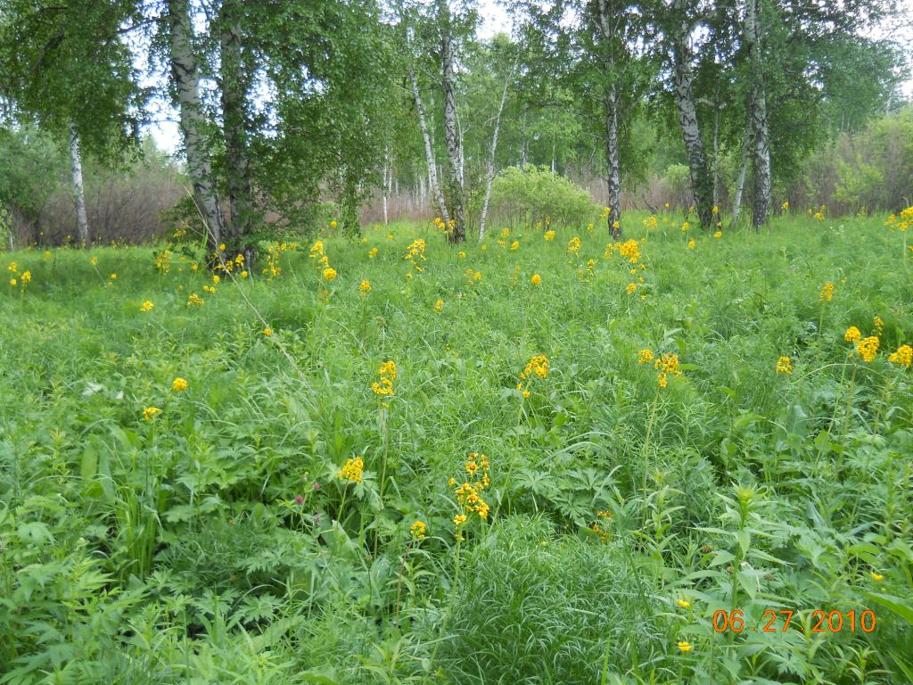 Школьный заказник орхидей, image of landscape/habitat.