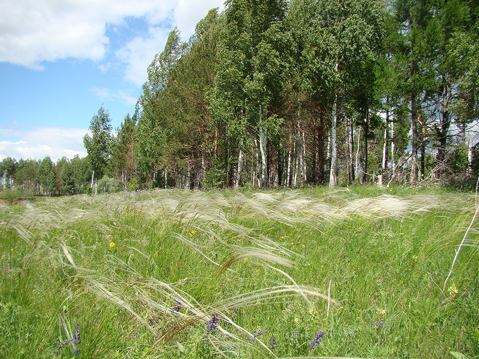 Урочище Кожекладка, image of landscape/habitat.