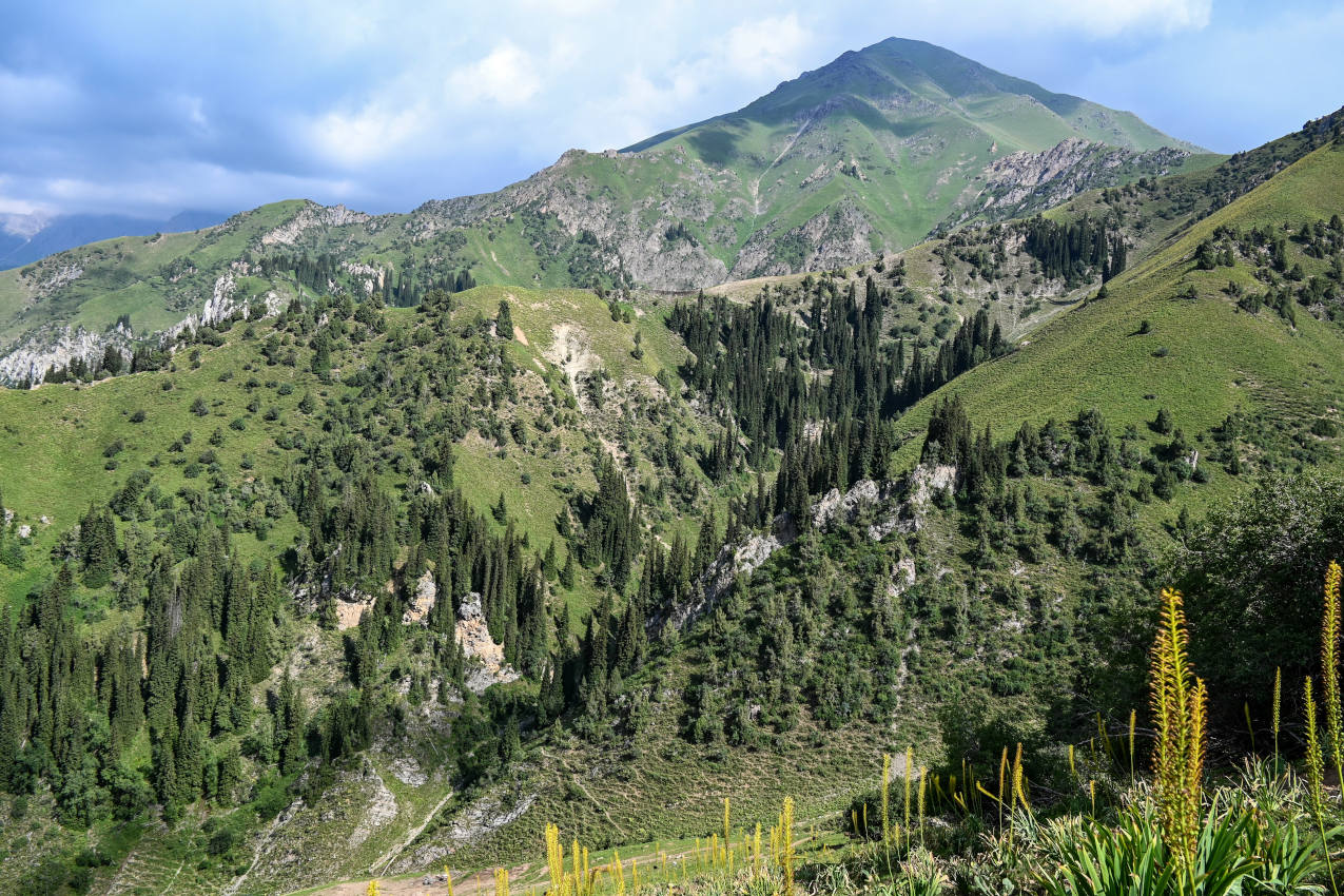 Перевал Кульдамбес, image of landscape/habitat.